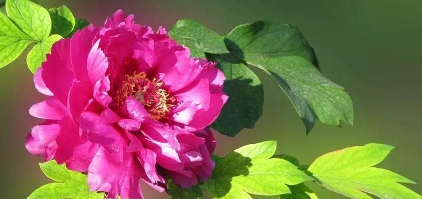 牡丹花的象征意义：十二种人格特质与文化内涵