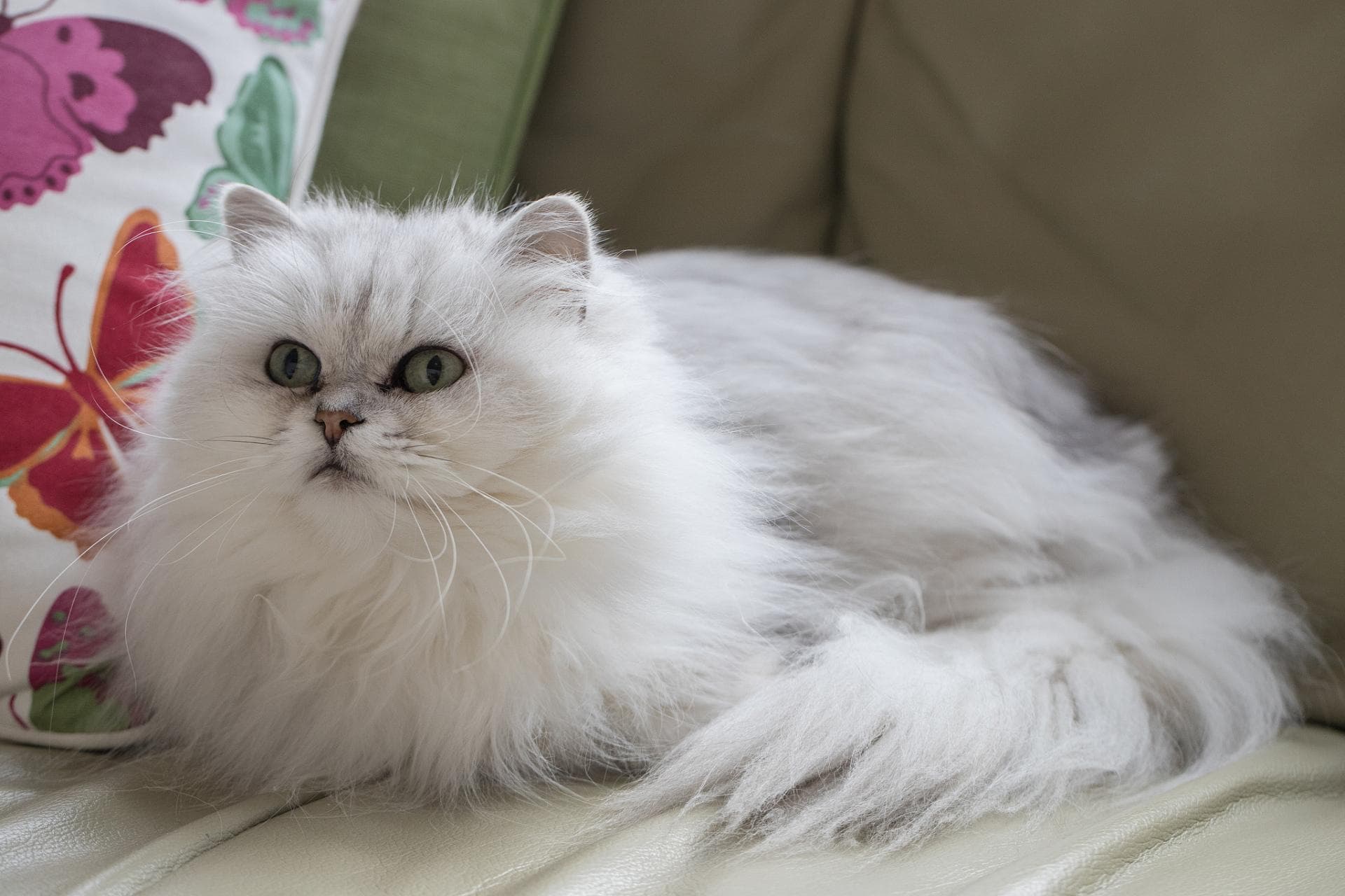 金吉拉猫：优雅与高贵并存的宠物之选