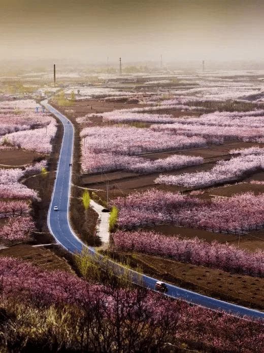 保定春季旅游全攻略：赏花、爬山、遛娃，一场春日盛宴等你来