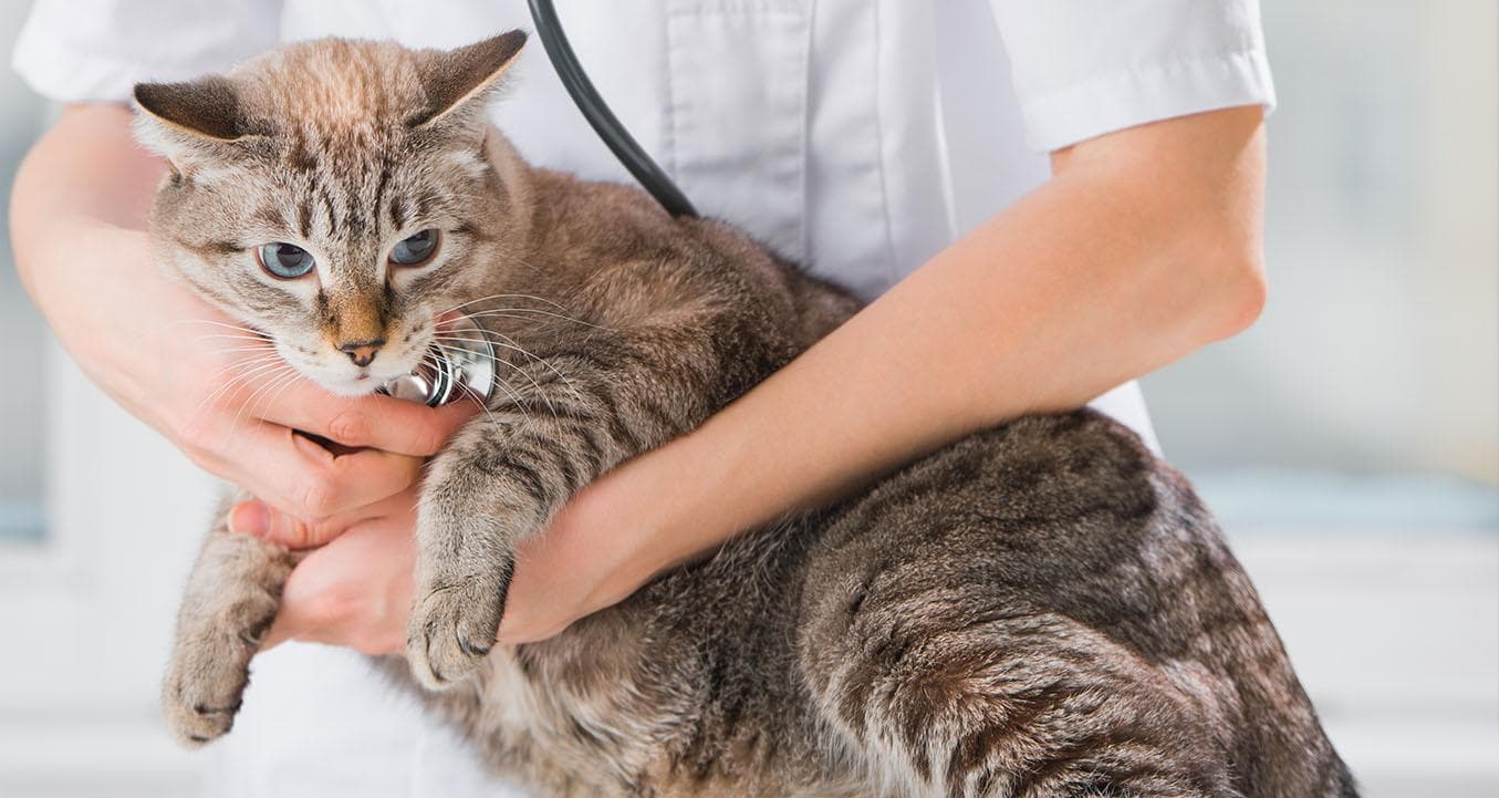 猫咪绝育的最佳时间是什么时候