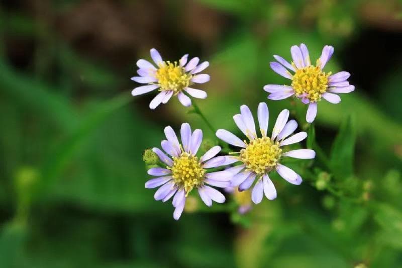 紫菀：这株被誉为“血劳圣药”的紫色小花，究竟有何来头？