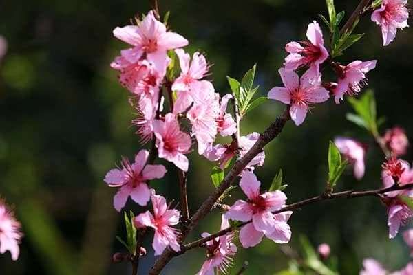 邵阳六大赏桃花胜地全攻略：从千年苗寨到近郊花海