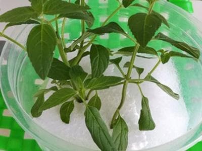 薄荷可以水培吗（水培薄荷的养殖方法）