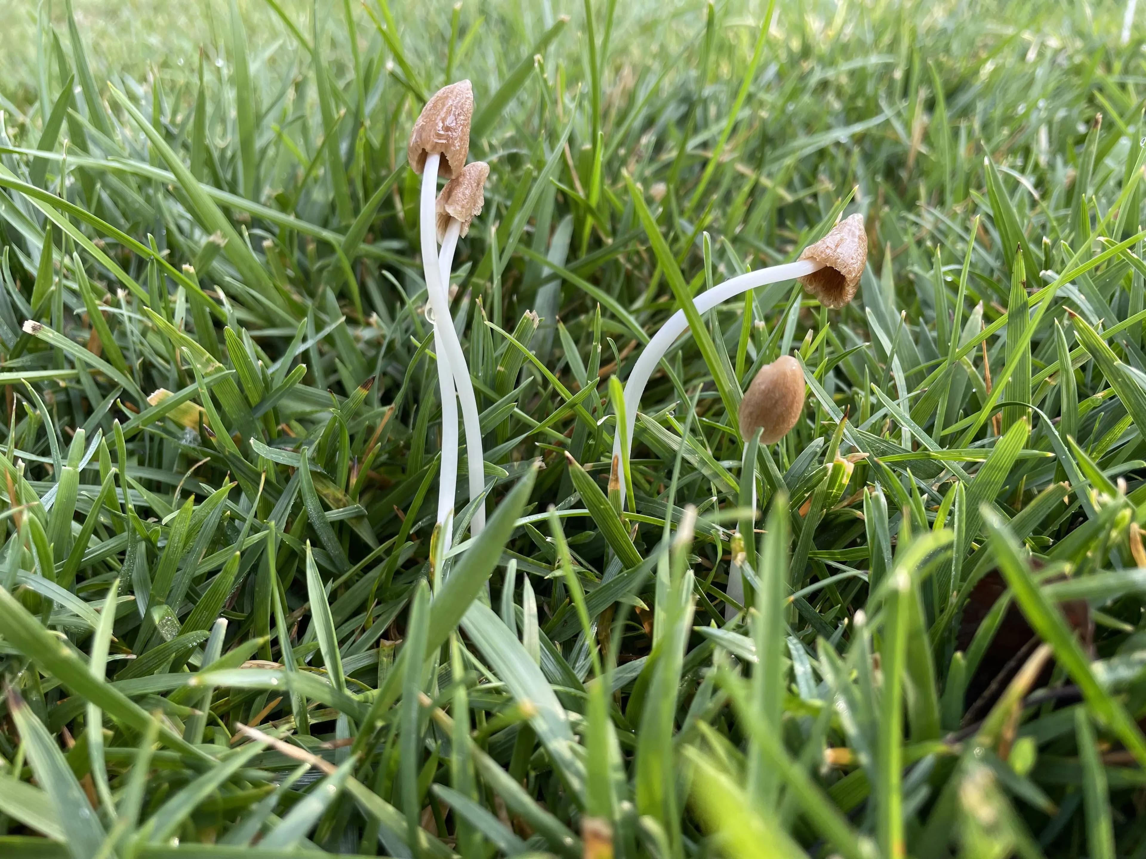 仍被忽视！真菌：连接动植物、维系地球生命支持系统的“隐形工程师”