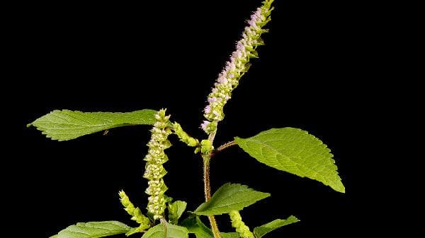 植物奶油还是动物奶油比较健康