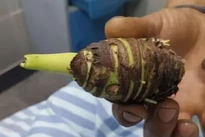 别碰别摘别吃，这种高仿“芋头”有毒！