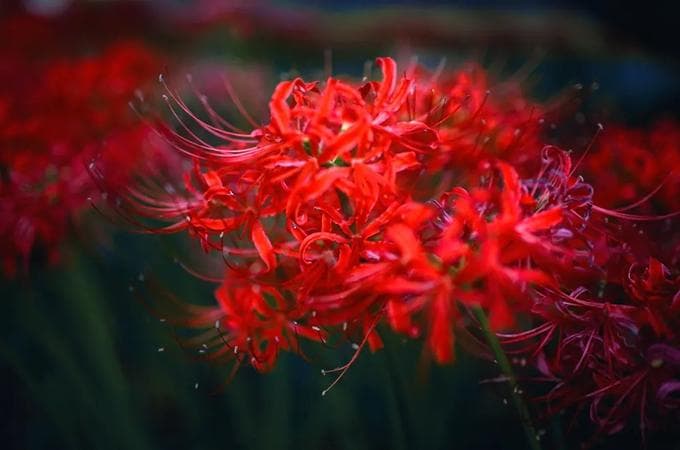 彼岸花花语：从红色到白色，解读东亚文化中的神秘花卉