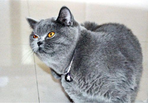 如何正确选择购买英国短毛猫