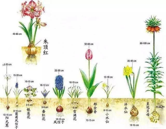 适合新手种植的几种球根花卉大推荐！