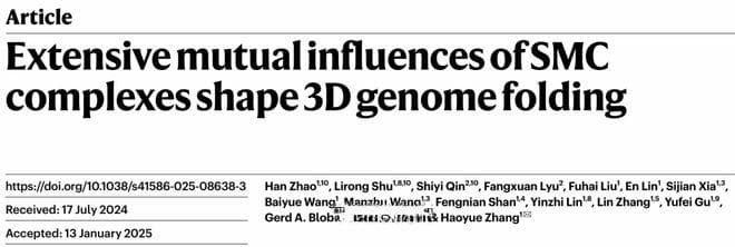 Nature重磅：中国科学家揭示染色质折叠三大“引擎”如何协同工作