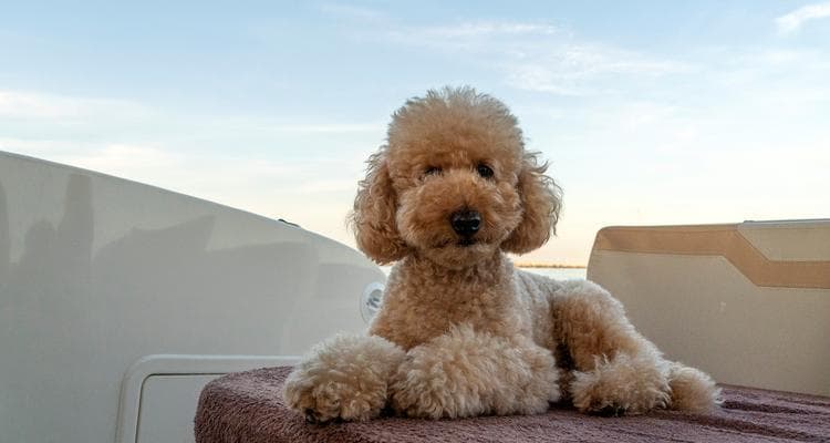 泰迪犬洗澡的最佳频率是多久一次？（探究泰迪犬洗澡的最佳频率与护理方法）