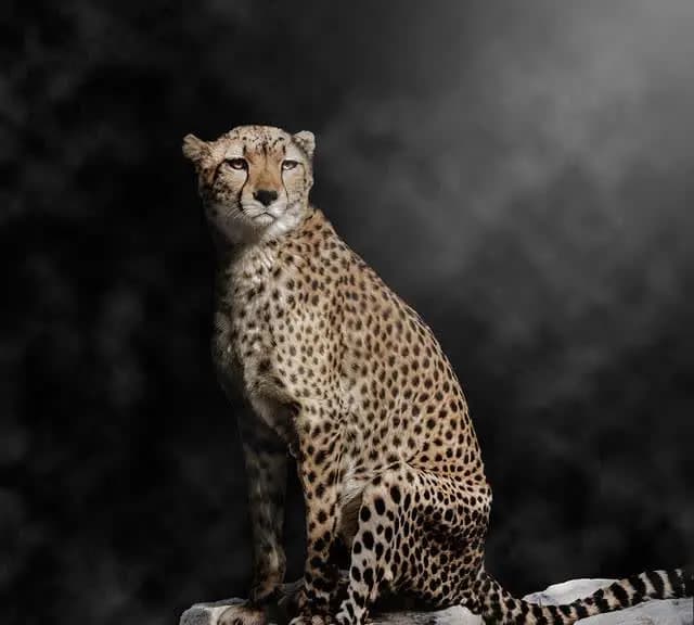 猎豹与花豹：大自然中的速度之王和隐匿猎手
