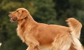 宠物狗狗取名字大全：15种创意取名方法，总有一款适合你的爱犬