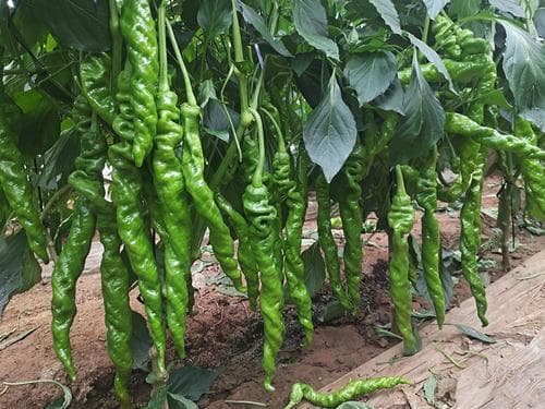 螺丝椒种植技术全攻略：从选种到采收的全程指南