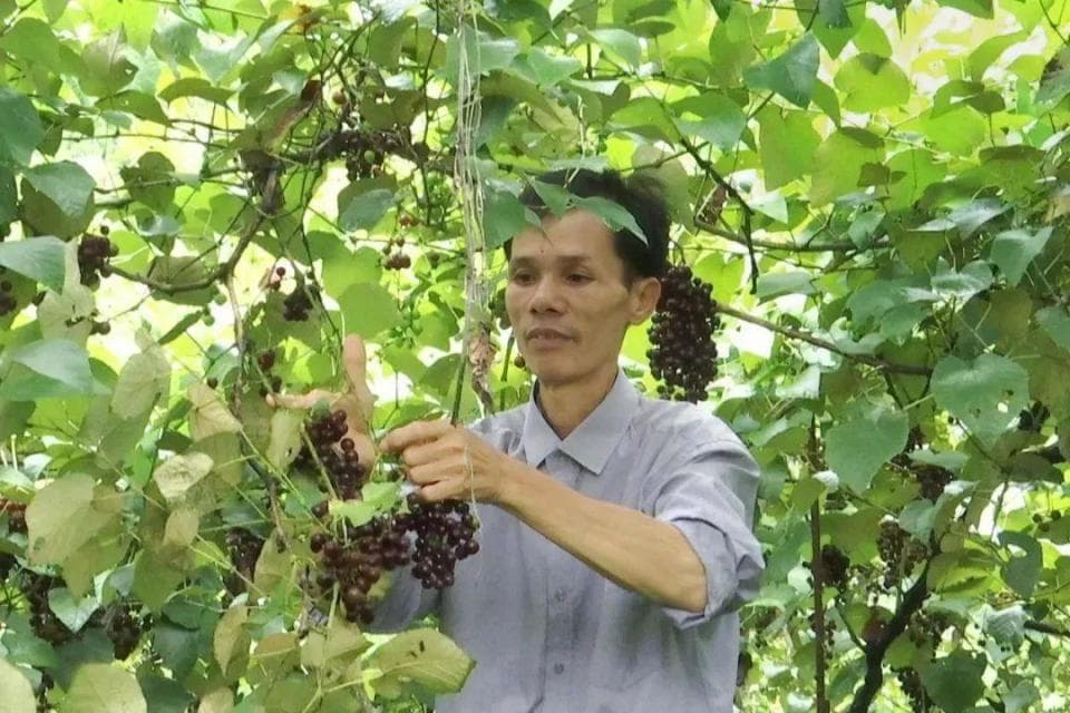 广西龙州：农浩种植野生山葡萄带领群众共同致富