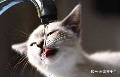 猫咪为何爱打架？解决攻略！