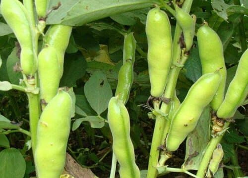 蚕豆是单子叶植物吗？从生长习性到植物分类的全面解析