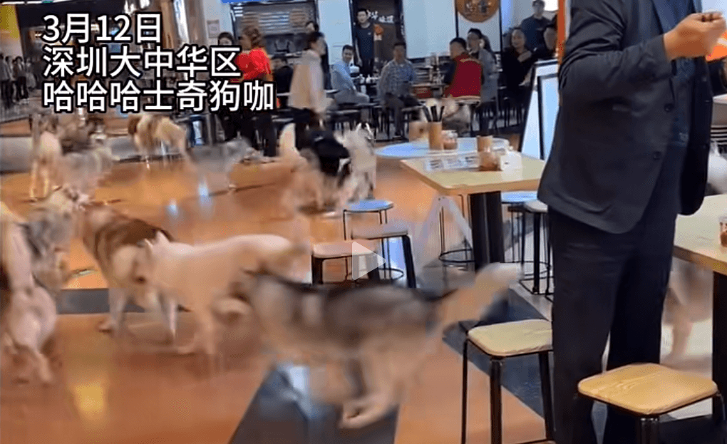 羡慕深圳“二哈”能逛商场？关于“宠物友好”，来看深圳如何花样宠溺→