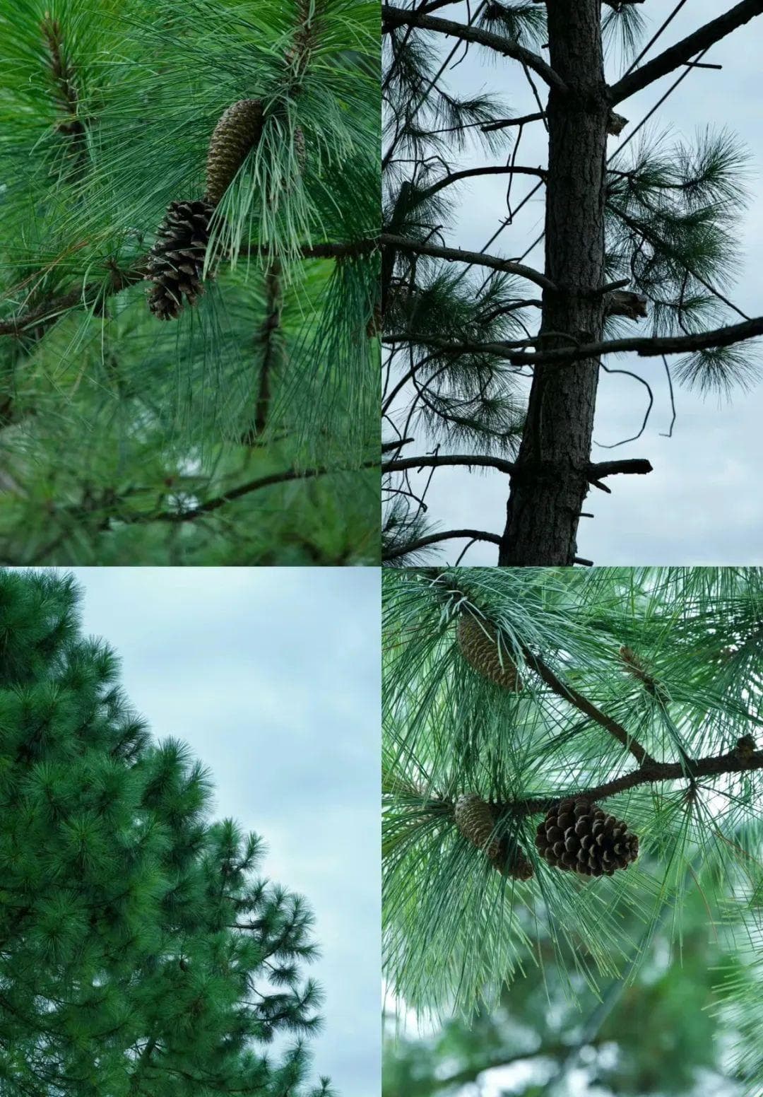 教师节将至，你知道哪些花卉和植物可以代表师者精神吗？