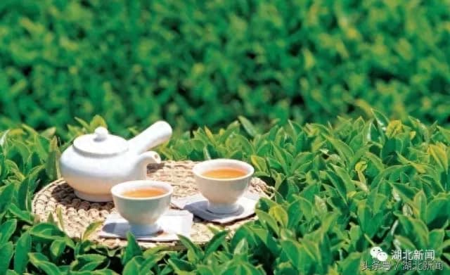 湖北有哪些茶 ？采花毛尖、恩施玉露、英山云雾、宜红茶、道茶