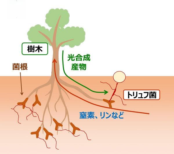 日本森林综研等成功人工培育出黑松露，还将开发包括白松露在内的稳定生产技术
