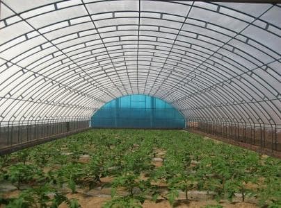 热镀锌大棚适合种植什么