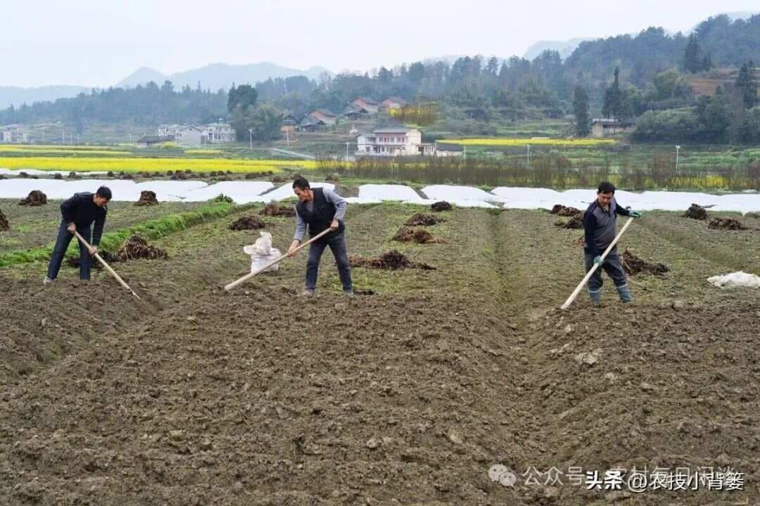 洋葱有哪些种植管理技巧？一篇文章给你讲明白