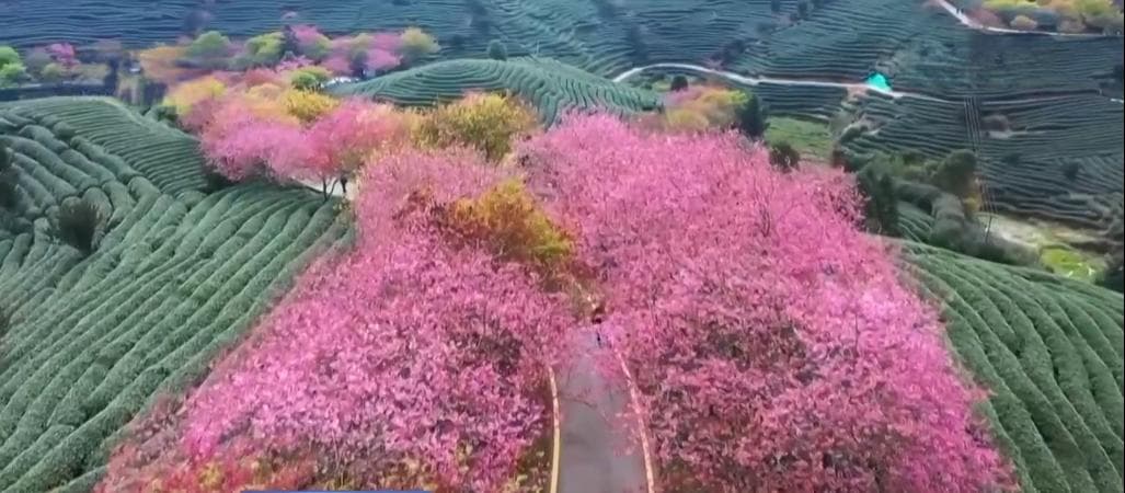 三月春暖 花开烂漫 漫卷春色在神州大地渐次铺展