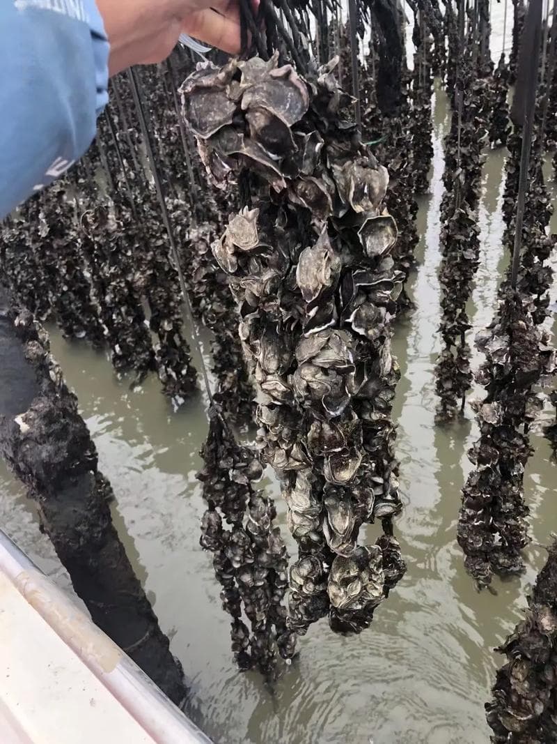 大海上适合养殖生蚝吗（生蚝养殖对海水有什么样的条件）