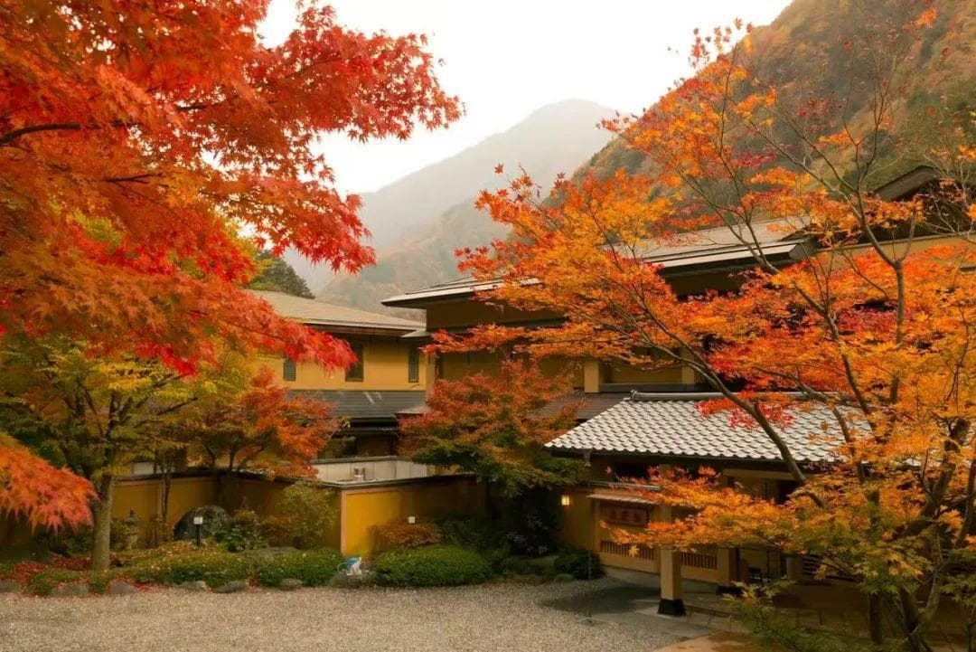 在京都的枫叶中，与川端康成的《古都》邂逅