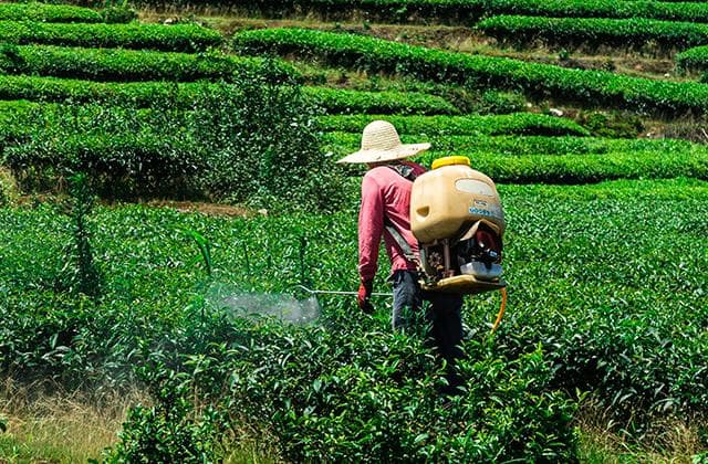 常用的农用杀虫剂主要防治对象大全 如何根据害虫合理使用农药杀虫剂