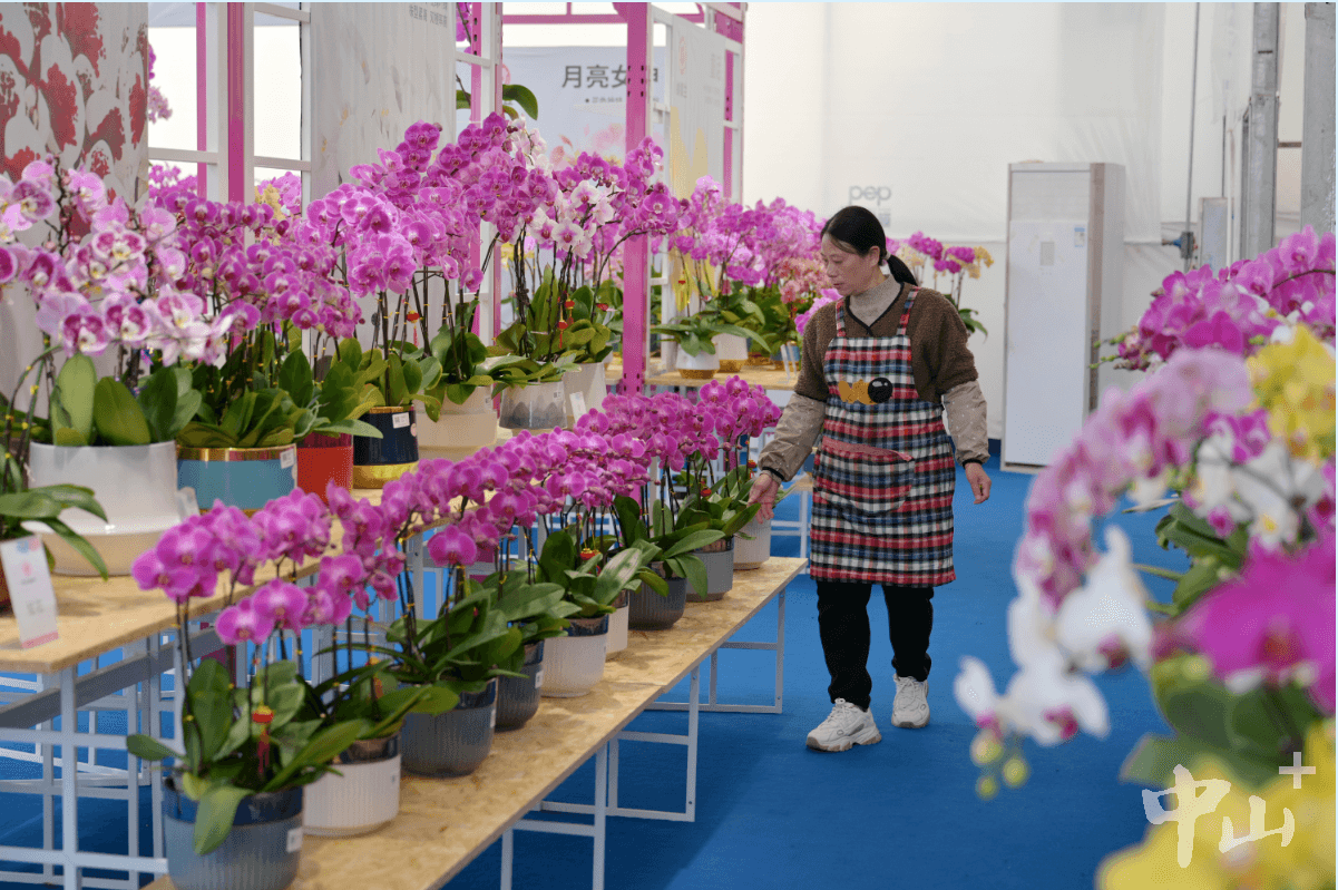 近千种花卉开始热销！中山神湾镇兰花基地备足“年花”迎春节