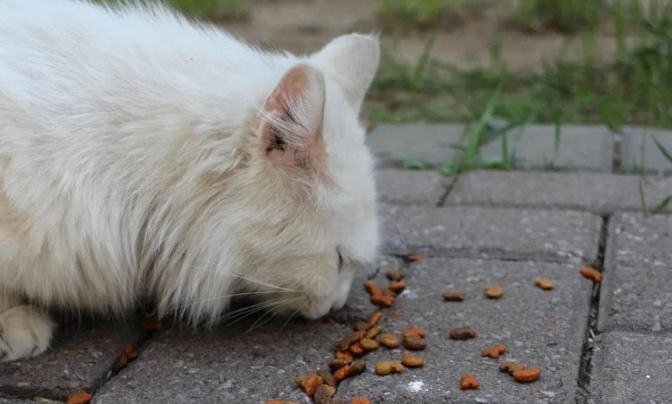 猫奴必备！猫咪罐头选购指南