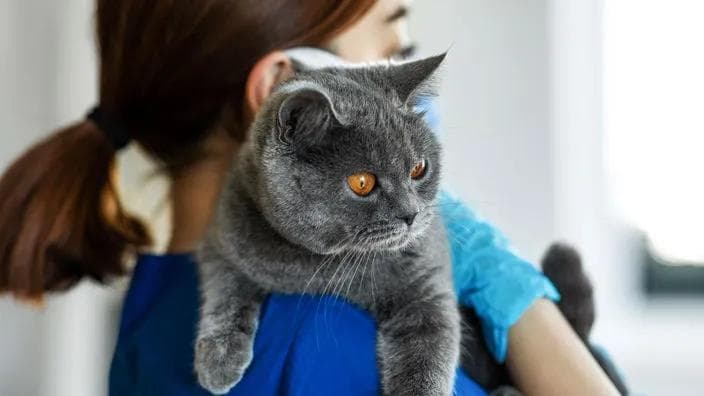 猫用泼尼松龙详解：治疗范围、副作用及应对策略