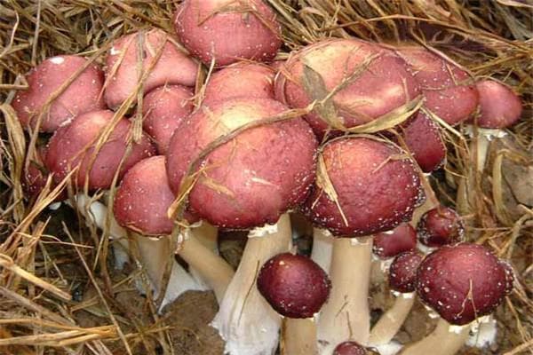 大球盖菇最新种植技术详解