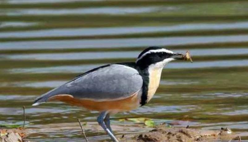 牙签鸟给鳄鱼剔牙？科学家实地考察揭开千古之谜
