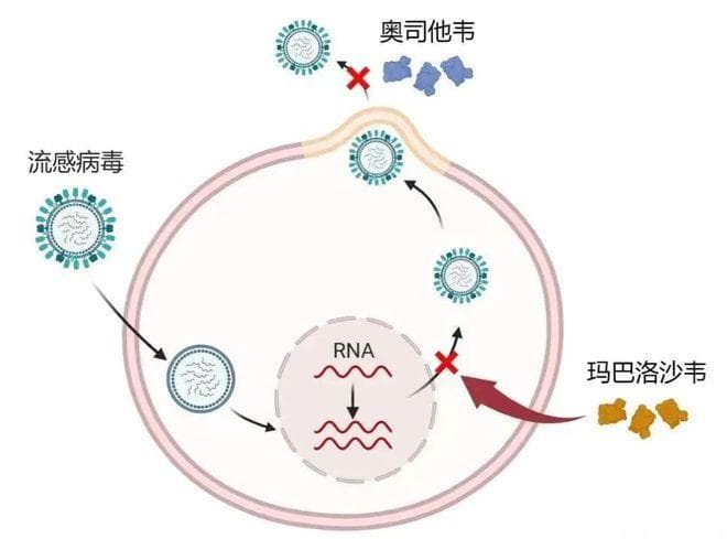 “流感神药”玛巴洛沙韦，你用对了吗？