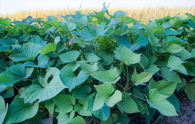 红薯叶草酸含量高吗？全面解析营养价值与食用注意事项