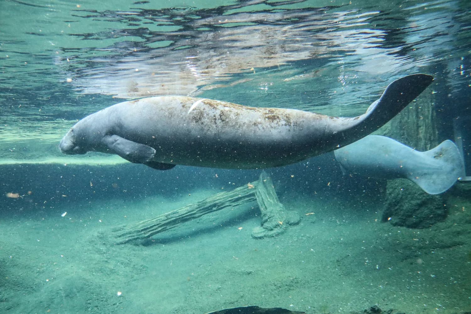 从斯特拉大海牛的悲剧看海洋生物保护：历史教训与现实行动
