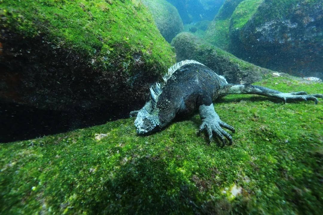 “定向进化”是什么？对生物多样性有什么影响？