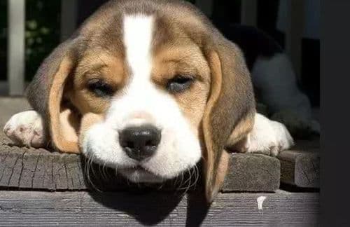 如何训练比格犬，打造理想宠物？