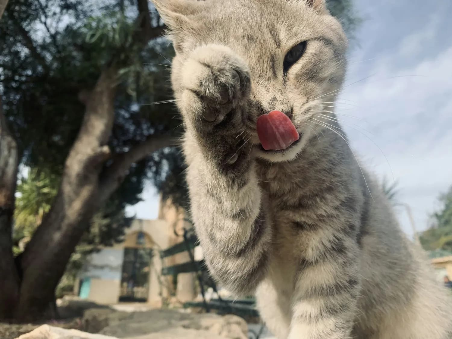 自制猫咪玩具，让你的主子嗨翻天！