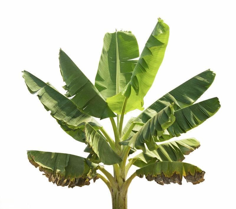 香蕉树的种植与养护（揭开香蕉树生长的神秘面纱）