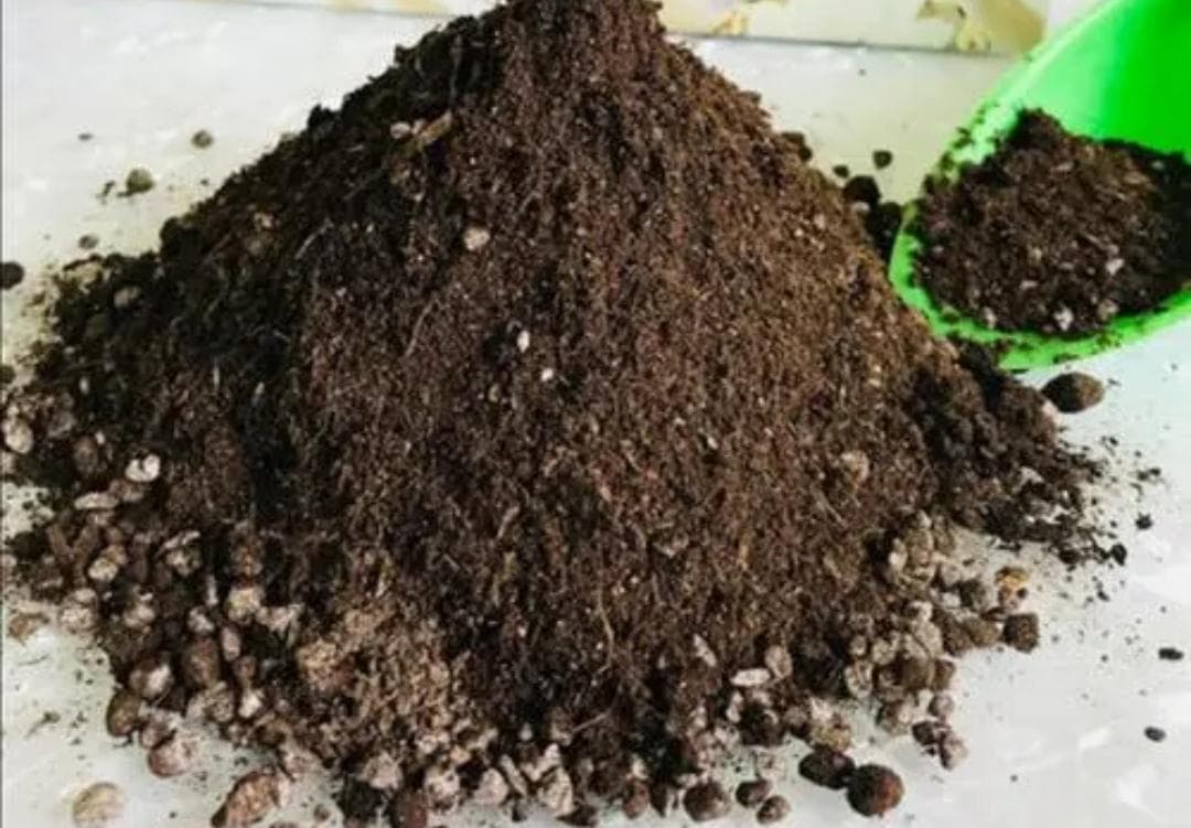 种花用什么土最好？不同花卉的土壤选择指南