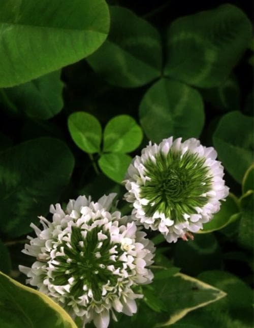 三叶草的花语与祝福（探索三叶草的花语）