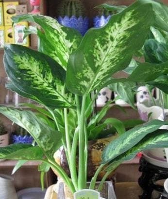 花叶万年青养护全攻略（打造浓郁绿色植物墙）