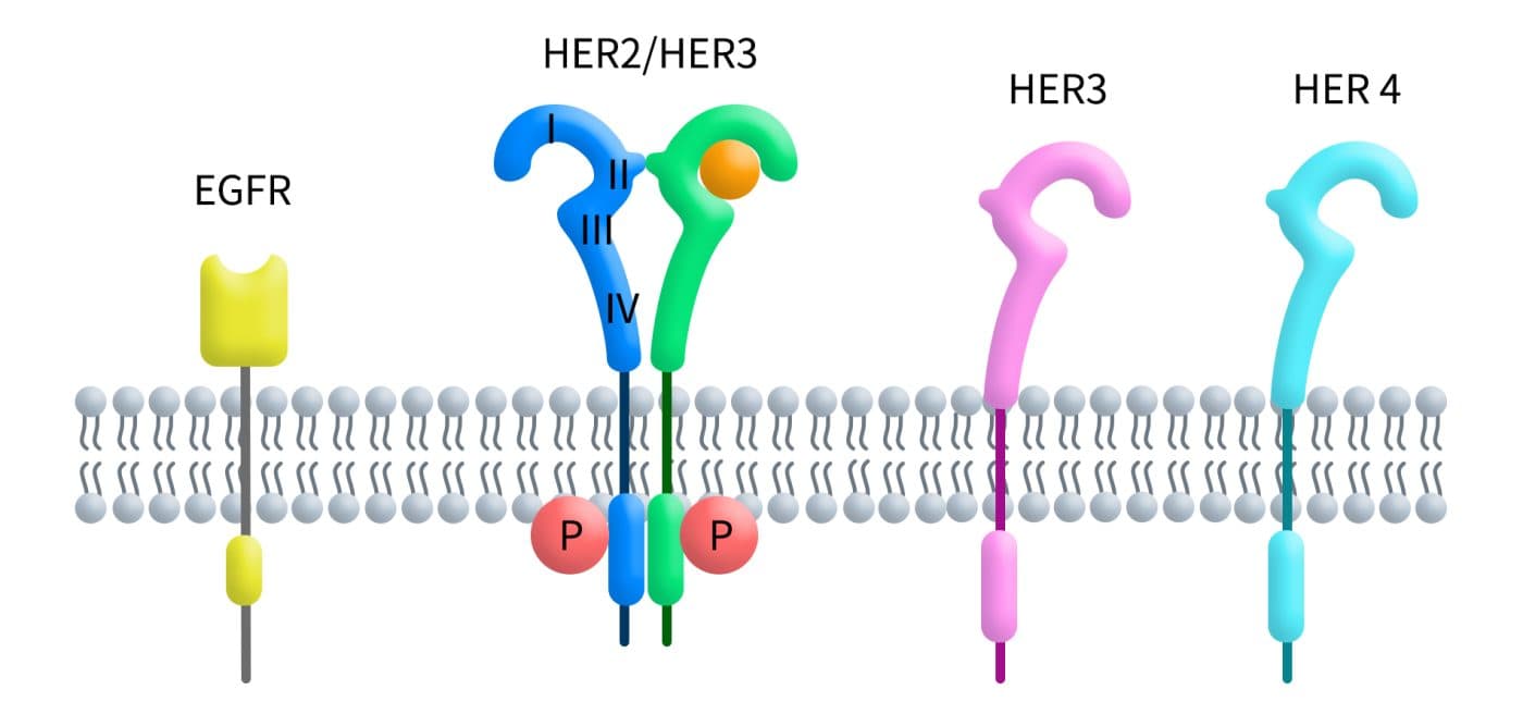 HER2 | 实体瘤治疗的重要靶点
