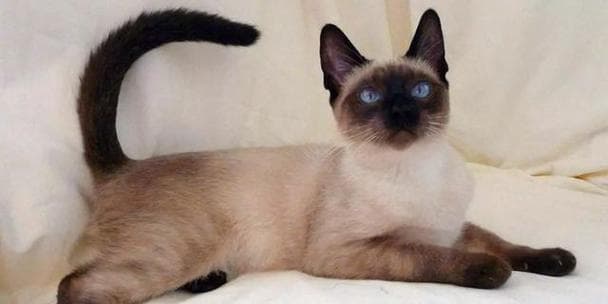 猫的寿命为什么比人短？揭秘影响猫咪寿命的五大因素
