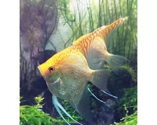 燕鱼饲养指南：15个关键步骤让燕鱼健康成长