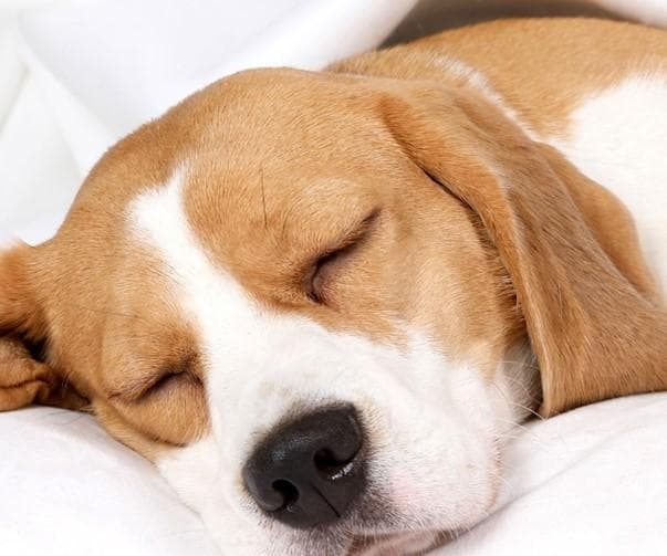 犬认知功能障碍症候群的营养治疗及生活照护